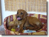 Rhodesian Ridgeback