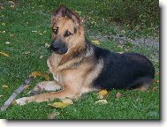 German Shepherd Dog