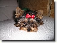 Jorkrsk terier, Yorkshire Terrier,