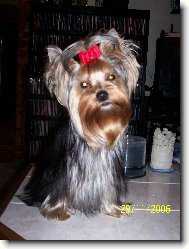 Jorkrsk terier, Yorkshire Terrier,