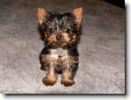 Jorkrsk terier, Yorkshire Terrier,