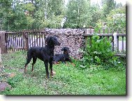 Berger de Beauce, Bauce Shepherd