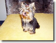 Jorkrsk terier, Yorkshire Terrier,