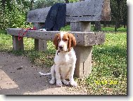 Irish red and white setter \(Dog standard\)