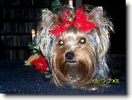 Jorkrsk terier, Yorkshire Terrier,