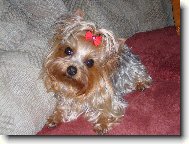 Jorkrsk terier, Yorkshire Terrier,