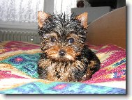 Jorkrsk terier, Yorkshire Terrier,