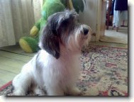 Petit Basset griffon venden, Petit Basset Griffon Vendeen