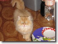 Persian cat