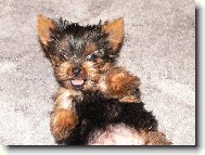 Jorkrsk terier, Yorkshire Terrier,