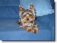 Jorkrsk terier, Yorkshire Terrier,