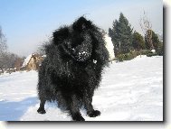 Deutscher spitz, German Spitz