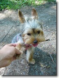 Jorkrsk terier, Yorkshire Terrier,