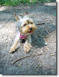 Jorkrsk terier, Yorkshire Terrier,