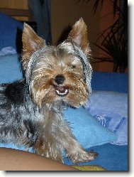 Jorkrsk terier, Yorkshire Terrier,