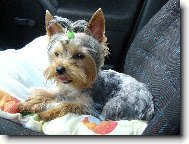 Jorkrsk terier, Yorkshire Terrier,