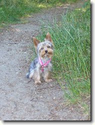 Jorkrsk terier, Yorkshire Terrier,