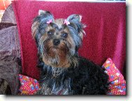 Jorkrsk terier, Yorkshire Terrier,