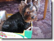 Jorkrsk terier, Yorkshire Terrier,