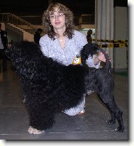 Cao de agua Portugus, Portuguese Water Dog