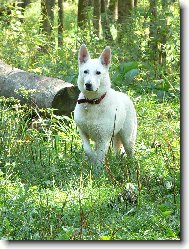 White swiss shepherd dog \\\\\(Dog standard\\\\\)