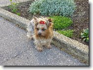 Jorkrsk terier, Yorkshire Terrier,