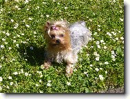 Jorkrsk terier, Yorkshire Terrier,