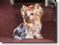 Jorkrsk terier, Yorkshire Terrier,