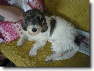 Petit Basset griffon venden, Petit Basset Griffon Vendeen