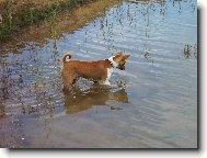 Basenji \\\\\(Dog standard\\\\\)