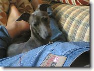 Piccolo Levriero Italiano, Italian Greyhound