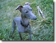 Piccolo Levriero Italiano, Italian Greyhound