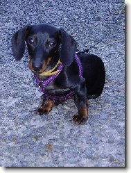 Dachshund