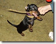 Dachshund