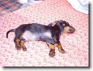 Dachshund