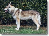 Czechoslovakian wolfdog