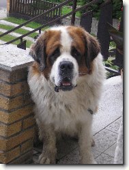 Saint Bernard