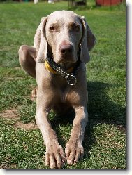 Fila Brasileiro