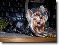 Jorkrsk terier, Yorkshire Terrier,