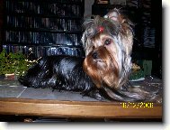 Jorkrsk terier, Yorkshire Terrier,