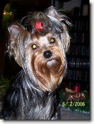 Jorkrsk terier, Yorkshire Terrier,