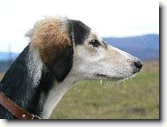 Arabian Hound