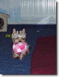 Jorkrsk terier, Yorkshire Terrier,