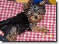 Jorkrsk terier, Yorkshire Terrier,