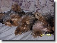 Jorkrsk terier, Yorkshire Terrier,