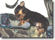 Jorkrsk terier, Yorkshire Terrier,