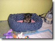 Jorkrsk terier, Yorkshire Terrier,