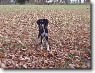 Arabian Hound