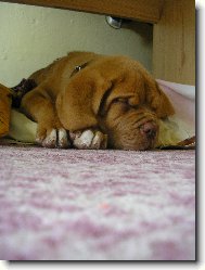 Dogue de Bordeaux