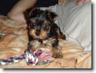 Jorkrsk terier, Yorkshire Terrier,